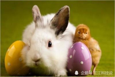 属猪的人和属龙的人合不合婚配好不好 属猪的人和属龙的人合不合婚配好不好