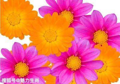 属猪的人在2025年中有哪些好运气和坏运气