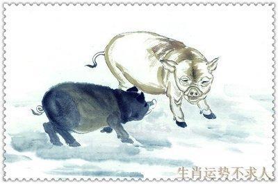 属猪的人在2025本命年中是否需要注意健康
