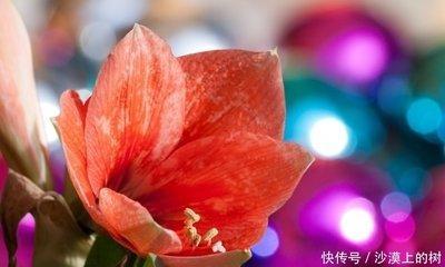 属猪的人在哪天出生命最好一辈子好运