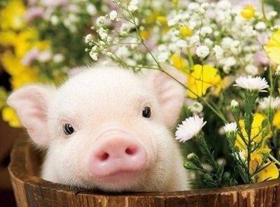 属猪的人如何在2025年中获得出色的事业运势