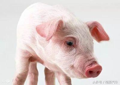 属猪的人婚配属相最好是谁 谁才是最佳对象