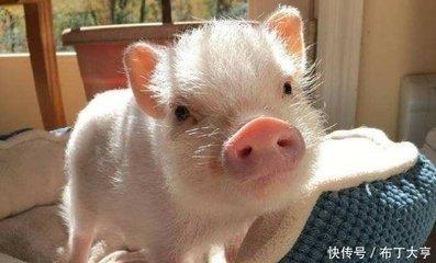 属猪的人性格有什么优点 属猪人的优点有哪些