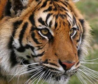 属虎的人几月出生好 属虎人在哪几个月份出生命好