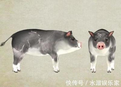 属猪的人跟什么属相不和 属猪的人不能和什么属相一起