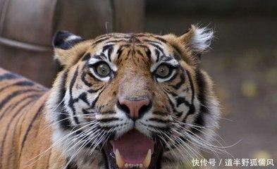 属虎的人在2025年中有哪些好运气和坏运气