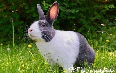 属兔婚配哪个属相最好 分析属兔人的最佳配偶有谁