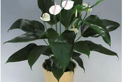 属猪的养什么花助运(属猪的养什么花招财进宝)