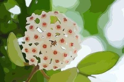 属猪的养啥花好 养花选择什么类型的好