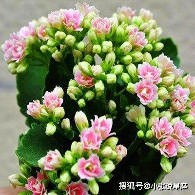 属猪的养啥花好 养花选择什么类型的好
