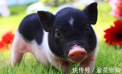 属猪的几月出生最好怎么看生肖猪2025年运势