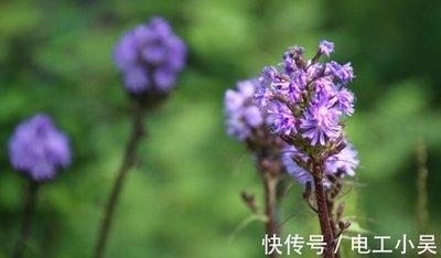 属猪的几月运气好 家庭富裕衣食无烦恼