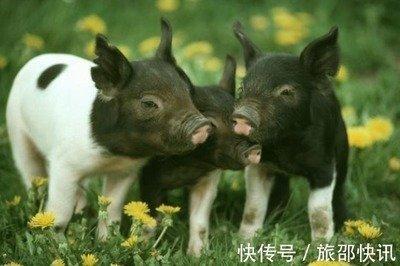 属猪的和什么生肖最配婚姻 属猪人的最佳配对有哪几个