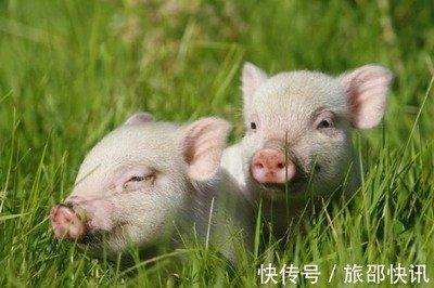 属猪的和什么生肖最配婚姻 属猪人的最佳配对有哪几个
