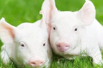属猪的女人一生命运吉凶简析 属猪女命运到底怎样