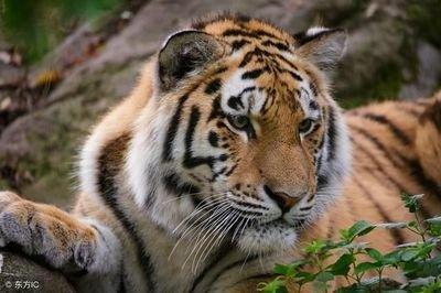 属虎的和什么属相最配 属虎的人婚姻幸福指数