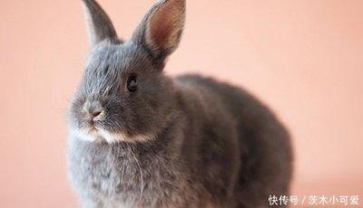属兔男人一辈子的婚姻与命运如何 属兔男婚姻好吗