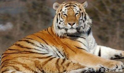 属虎的和什么生肖相配 哪些生肖更适合属虎人