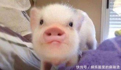 属猪的宝宝什么月份生最好 生肖猪哪几个月份出生好