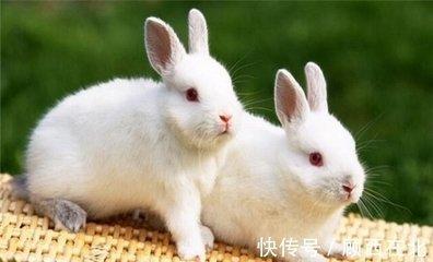 属兔男喜欢老婆什么样 对老婆的要求一一揭晓