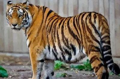 属虎的女人命运如何 分析属虎女一生运势