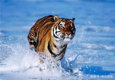 属虎的女人命运如何 分析属虎女一生运势