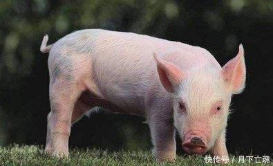 属猪的年份是多少 分析属猪人的一生