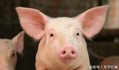 属猪的年份是多少 分析属猪人的一生