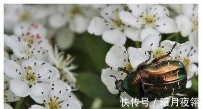 属猪的忘不了前任吗 为什么不能放下旧爱