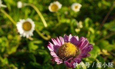 属兔男想追你会怎么做 属兔男怎么追求喜欢的人
