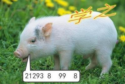 属猪的是哪年出生 属猪的年份有哪些