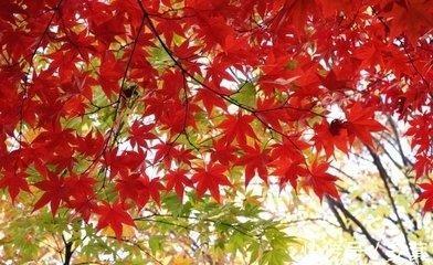 属虎的忘不了前任吗 为什么不能放下旧爱