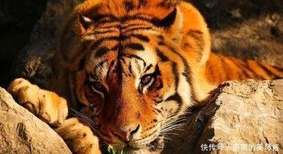 属虎的性格和脾气(属虎的性格和脾气女人)