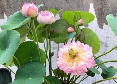 属兔的人不能养什么花2025年适合属兔的花