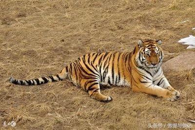 属虎的犯克属相 遇上什么属相最倒霉