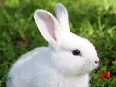 属兔的人命运好不好 解读属兔人的运势