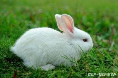属兔的人在2025年12月中的运势是好是坏
