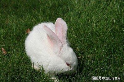 属兔的人在2025年中有哪些好运气和坏运气