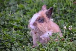 属兔的人都有哪些性格特点 生肖兔的性格怎样
