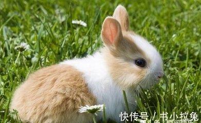 属兔的几月出生好在2025年运势好不好
