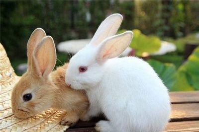 属兔的几月出生最好 几月出生会过得最轻松