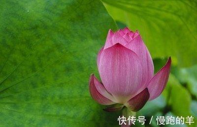 属蛇2025年财运怎么样 蛇年属蛇人几月份财运好