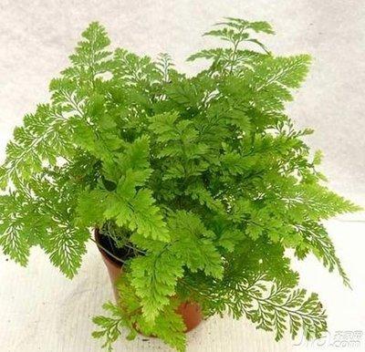 属蛇人适合在办公室中摆放什么风水植物