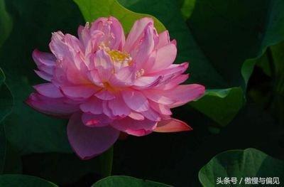 属蛇会在人生哪个阶段有所突破几岁发大财
