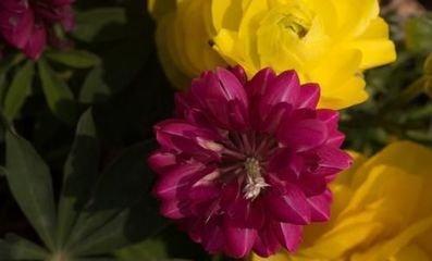 属蛇人2025年桃花运,2025属马的桃花位在哪