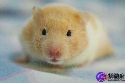 属鼠是哪一年出生的,属鼠的几月出生最好 属鼠是哪一年出生的,属鼠的几月出生最好