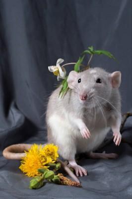 属鼠是哪一年出生的,属鼠的几月出生最好 属鼠是哪一年出生的,属鼠的几月出生最好