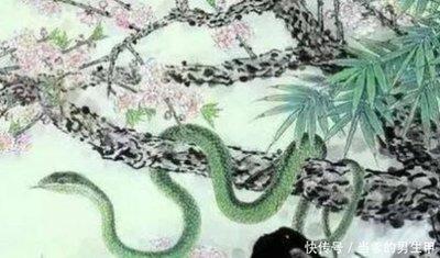 属蛇人今年运势分析 2025年生肖蛇运气怎么样