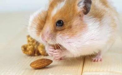 属鼠生肖的贵人属相 谁是生肖鼠的贵人