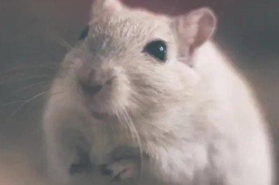 属鼠男和属兔女合不合 两个人在一起是否真的合适